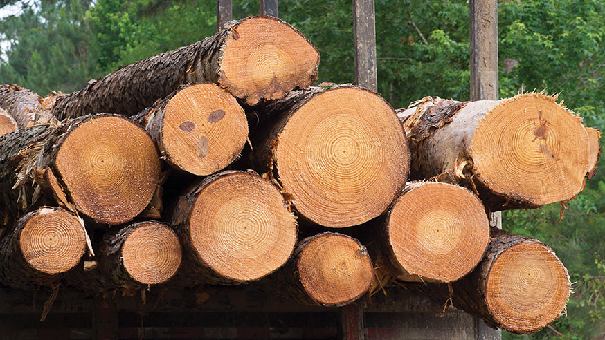 What landowners need to know about forest land ownership